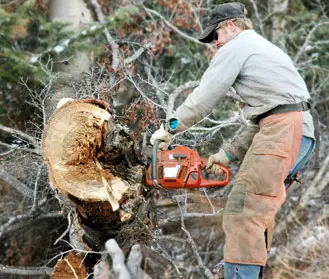 Arborists Plus Tree Cutting and Trimming